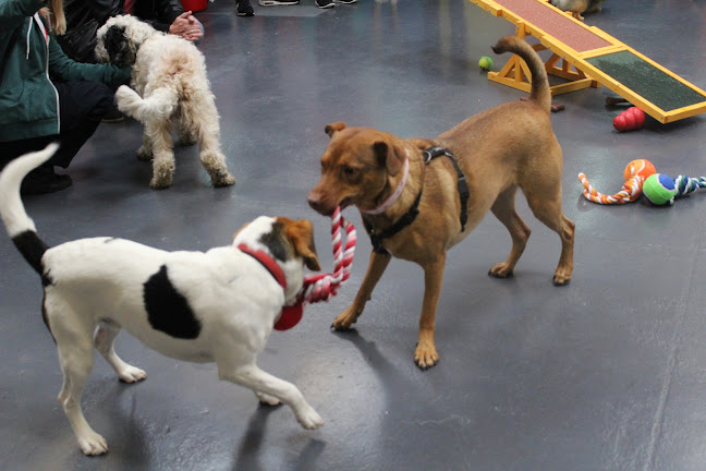 Reviews of Stay N Play Doggy Daycare in Manchester - Dog trainer
