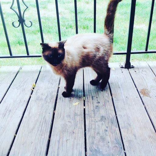 Pet Supply Store «Pet Valu», reviews and photos, 55 U.S. 9, Manalapan Township, NJ 07726, USA