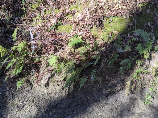 Park «Gateway Park», reviews and photos, 2500 N Jim Miller Rd, Dallas, TX 75227, USA