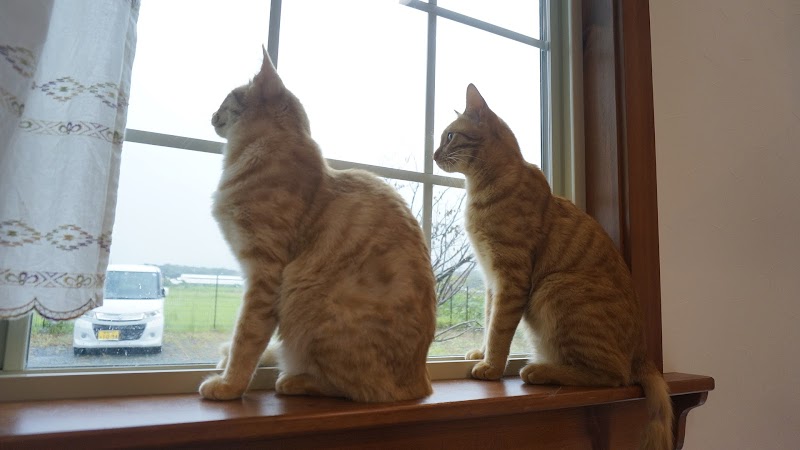 保護猫カフェ Tormenta 愛知県豊川市大木町中曽根 カフェ 喫茶 グルコミ