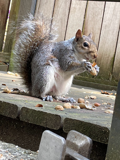 Pet Supply Store «PetSmart», reviews and photos, 100 108th Ave NE, Bellevue, WA 98004, USA