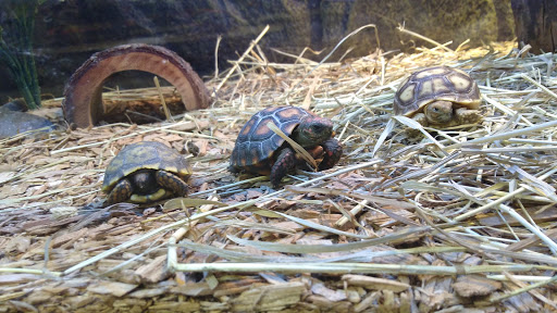 Pet Store «Bluewater Zoo Exotic Aquariums & Reptiles», reviews and photos, 159 Miracle Strip Pkwy SE, Fort Walton Beach, FL 32548, USA