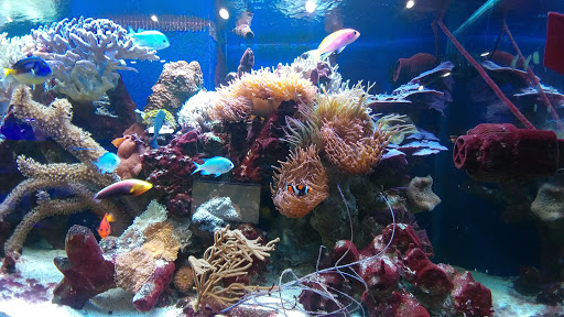 Tropical Fish Store «Living Art Aquarium», reviews and photos, 708 S Gammon Rd, Madison, WI 53719, USA