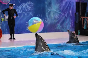 Dubai Dolphinarium image
