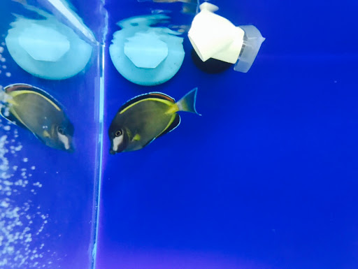 Pet Store «Acuario Piscis», reviews and photos, 3040 W Cermak Rd, Chicago, IL 60623, USA