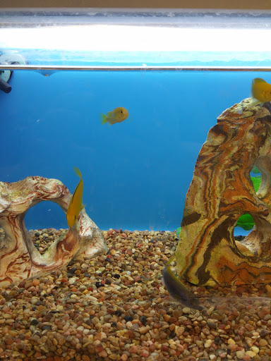 Pet Supply Store «PetSmart», reviews and photos, 9589 Ridgetop Blvd NW, Silverdale, WA 98383, USA