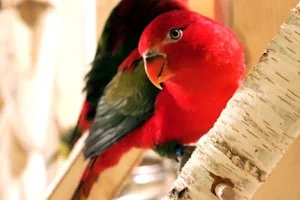 Papugarnia Amazonia Tarnów image