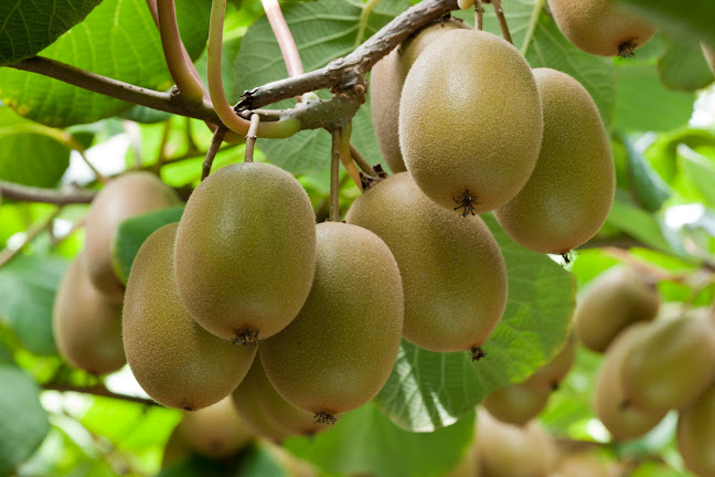 Kiwifruit Investments