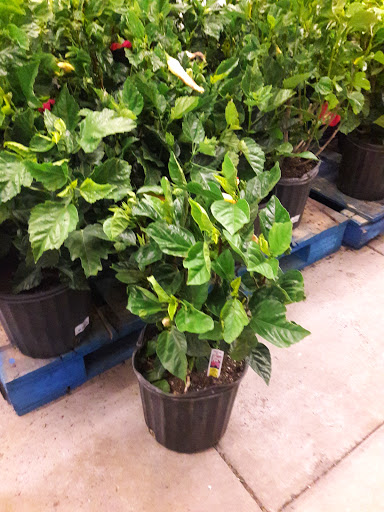 Grocery Store «Food Lion», reviews and photos, 980 Kildaire Farm Rd, Cary, NC 27511, USA