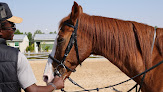 Best Horseback Riding Lessons Dubai Near You