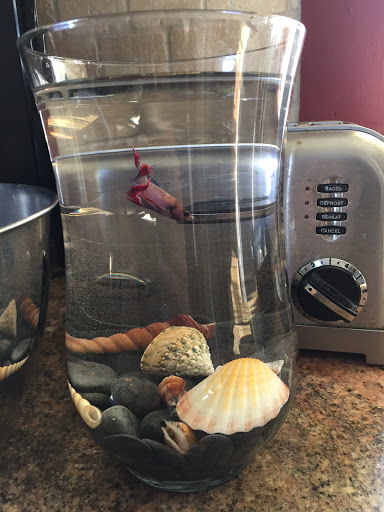 Pet Store «Mike Pet Center LLC», reviews and photos, 133 NJ-35, Neptune City, NJ 07753, USA