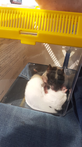 Pet Store «PetSmart», reviews and photos, 3152 Phoenix Center Dr, Washington, MO 63090, USA