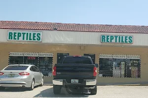 Pinellas County Reptiles image