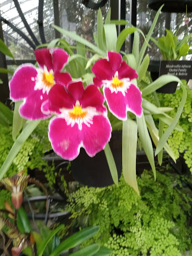 Shopping Mall «Lincoln Court Shopping Center», reviews and photos, 215 Lancaster Ave, Frazer, PA 19355, USA