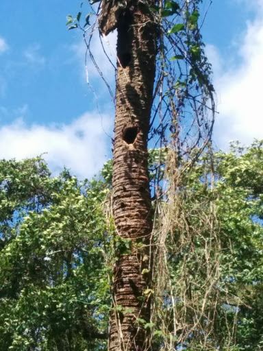 Nature Preserve «Tall Cypress Natural Area», reviews and photos, 3700 Turtle Run Blvd, Coral Springs, FL 33065, USA