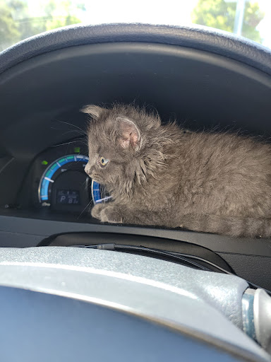 Pet Supply Store «Unleashed by Petco», reviews and photos, 1155 Lincoln Ave, San Jose, CA 95125, USA