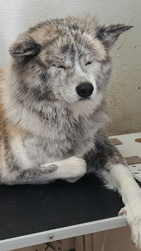 Pet Groomer «Soggy Dog Grooming And Pet Supplies», reviews and photos, 344 E 4th St, Long Beach, CA 90802, USA