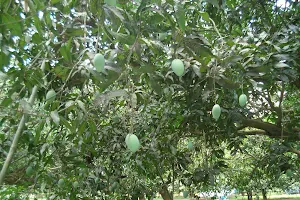 Mango Garden image