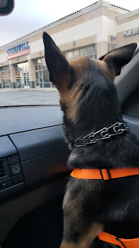 Best Buddies Pet Care - Photo 4 - Car repair in Glendora, CA, Ontario