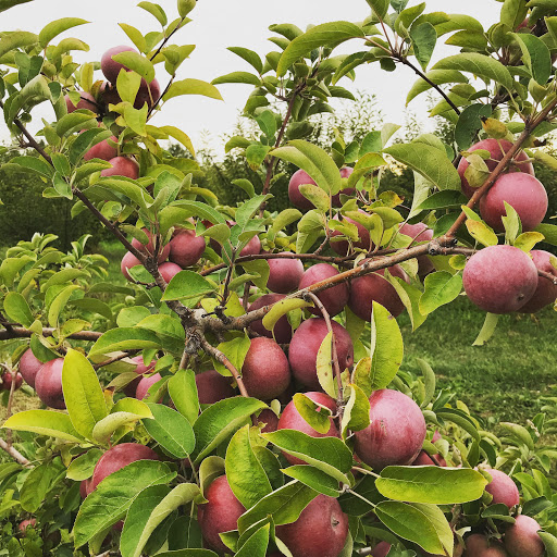 Produce Market «Brookwood Fruit Farm», reviews and photos, 7845 Bordman Rd, Almont, MI 48003, USA