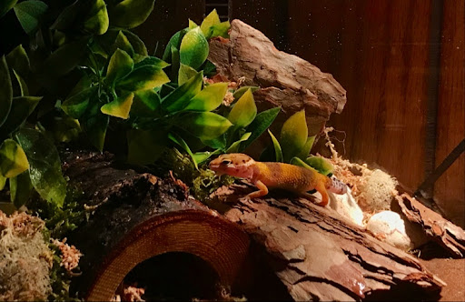 Pet Store «Animal Instincts Aquarium and Pet Center», reviews and photos, 811 Plymouth Ave, Fall River, MA 02721, USA