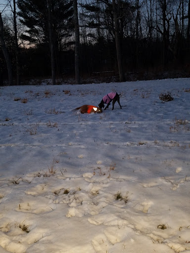 Historical Place Museum «Historic New England Hamilton House», reviews and photos, 40 Vaughans Ln, South Berwick, ME 03908, USA