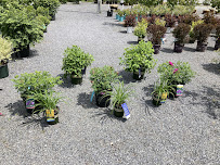 Kulak Nursery & Landscaping - Photo 5 - Car repair in Rexford, NY, Albany