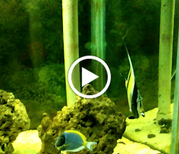 AQUARIUS BLUE WHALE photo