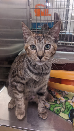 Pet Supply Store «PetSmart», reviews and photos, 14025 SW 88th St, Miami, FL 33186, USA