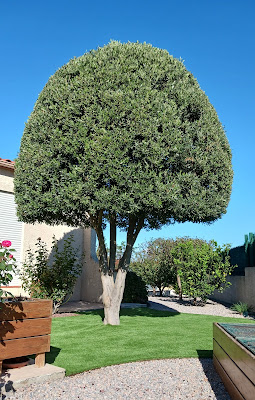 Jardi Concept à Thuir
