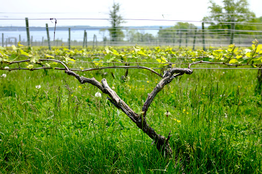 Vineyard «Greenvale Vineyards», reviews and photos, 582 Wapping Rd, Portsmouth, RI 02871, USA