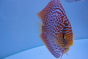 RT Discus(by appointment only) image