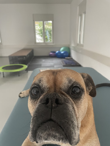 Rezensionen über Friederike Hornung Physiotherapie für Hunde in Kreuzlingen - Physiotherapeut