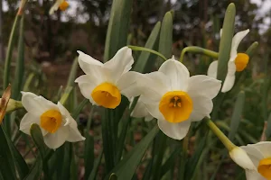 Echizen Narcissus Park Dome image