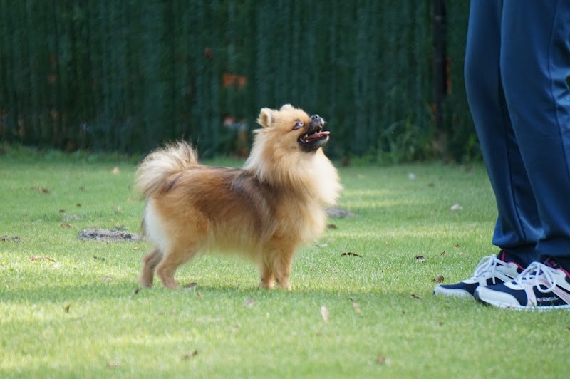 Angel Dog しつけ方教室・ペットホテル