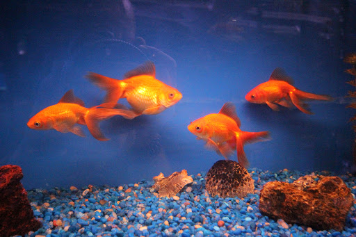 Aquarium Shop «Aquarium Depot», reviews and photos, 11762 SW 88th St, Miami, FL 33186, USA