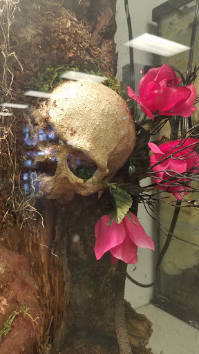 Pet Store «Exotic Pets», reviews and photos, 2410 N Decatur Blvd #160, Las Vegas, NV 89108, USA