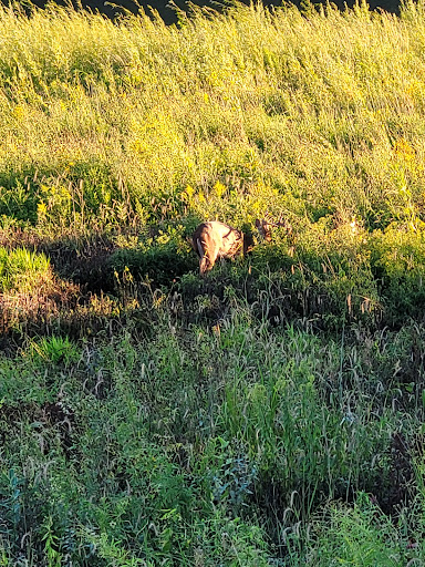 Nature Preserve «Buffalo Creek Forest Preserve», reviews and photos, 18163 W Checker Rd, Long Grove, IL 60047, USA