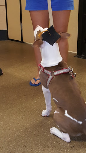 Pet Supply Store «PetSmart», reviews and photos, 144 Retail Commons Pkwy, Martinsburg, WV 25403, USA