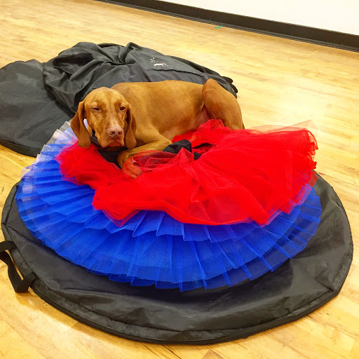 Dance School «Coconut Grove Ballet Dance Center», reviews and photos, 2829 Bird Ave #1, Miami, FL 33133, USA