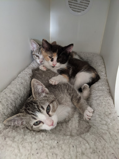 Thrift Store «Companion Animal Foundation», reviews and photos, 88 Sunnybrae Center, Arcata, CA 95521, USA