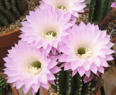 Chaparral Cactus & Succulents LLC