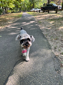 Walk 'n' Wag, LLC - Photo 8 - Car repair in , Stamford