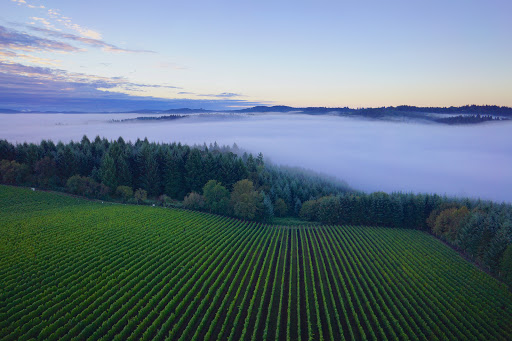 Winery «Patton Valley Vineyard», reviews and photos, 9449 SW Old Highway 47, Gaston, OR 97119, USA