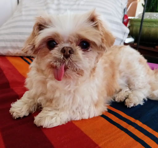 Pet Supply Store «Fetch Pet Supplies & Gifts», reviews and photos, 1332 E Republic Rd, Springfield, MO 65804, USA