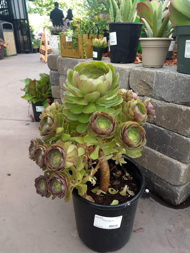 Hardware Store «Orchard Supply Hardware», reviews and photos, 300 Floresta Blvd, San Leandro, CA 94578, USA