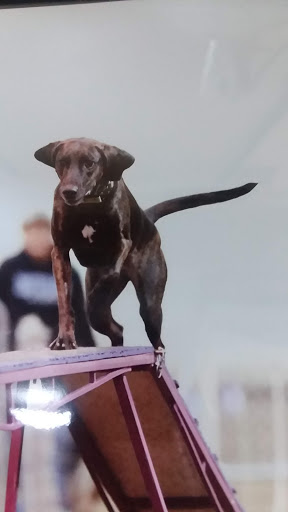 Pet Groomer «B-I-S Pet Grooming», reviews and photos, 5670 Main St, Springfield, OR 97478, USA