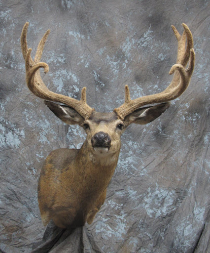 Mounts Unlimited Taxidermy