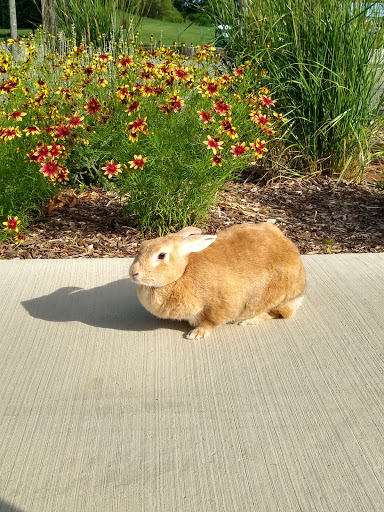 Park «Paulus Park», reviews and photos, 200 S Rand Rd, Lake Zurich, IL 60047, USA