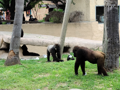 Gladys Porter Zoo image 9